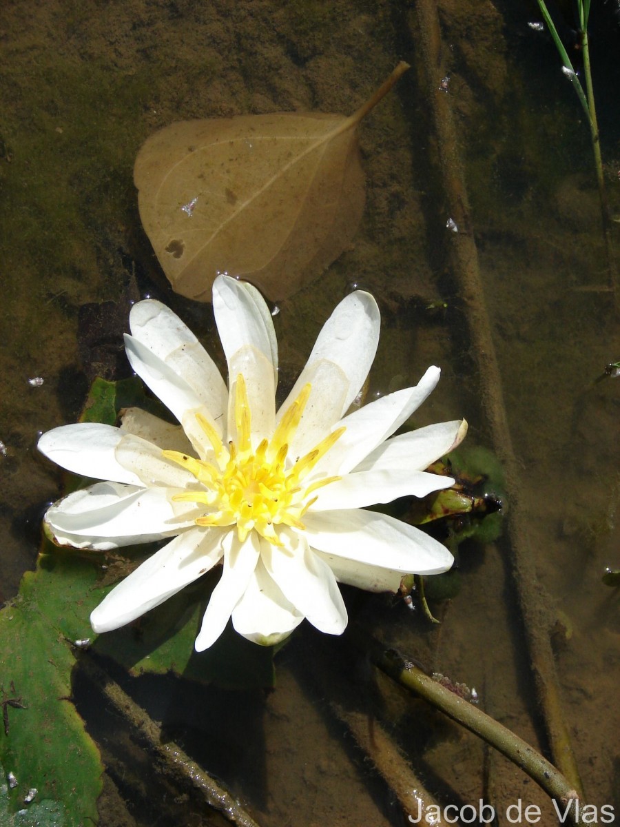 Nymphaea pubescens Willd.